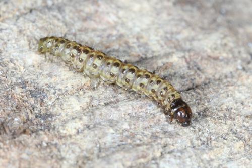 Eudonia sp.